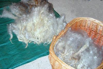 LeicesterLongwool3.jpg